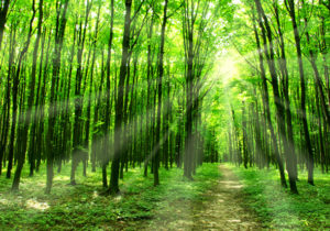 Power of nature